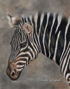 Zebra